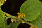 Autumn goldenrod 